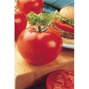  Big Beef Tomato 4 Plants   All American Selection Winner 