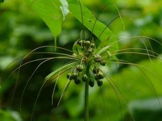 100 seeds plant Tacca Leontopetaloide arrowroot FreeDoc  