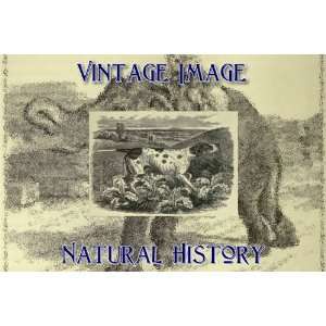   Art Card Greetings Card Vintage Natural History Image English Pointer