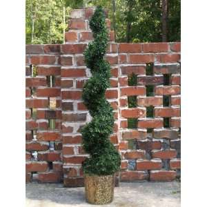 Boxwood Spiral Topiary 