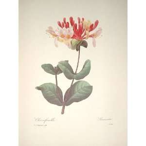  Redoute Botanical Print #21 Sweet Honeysuckle: Everything 