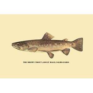  Paper poster printed on 20 x 30 stock. Brown Trout: Home 