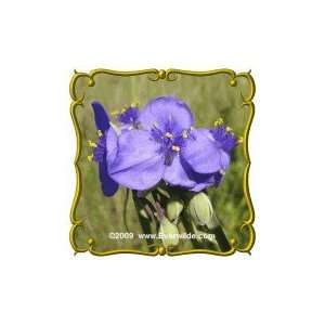   Lb   Ohio Spiderwort   Bulk Wildflower Seeds Patio, Lawn & Garden