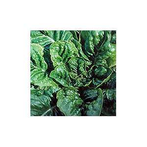  Organic Butterhead Buttercrunch Lettuce   465 Seeds Patio 