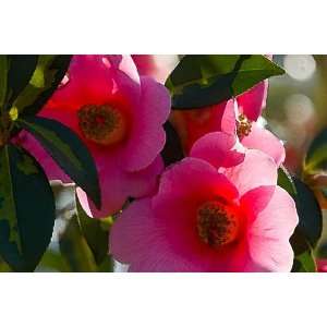  Camellias in bloom: Home & Kitchen