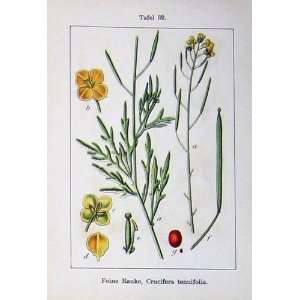  Flowers Sturms 1902 Crucifera Tenuifolia Corvini Plants 