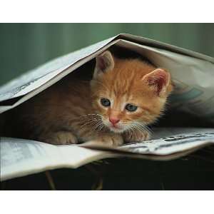  Stuewer   Kitten Under Newspaper Canvas: Home & Kitchen