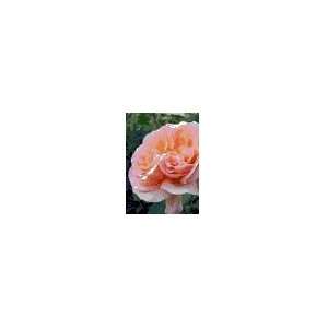  polka dance rose 5 seeds!: Patio, Lawn & Garden