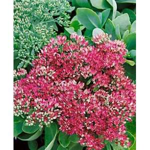  Sedum   Stonecrop   Neon Patio, Lawn & Garden