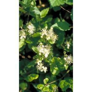  Clematis: Health & Personal Care