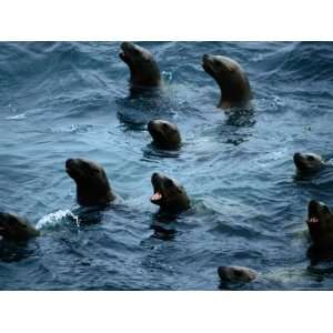  Steller Sea Lions Poke Their Heads Above the Water 