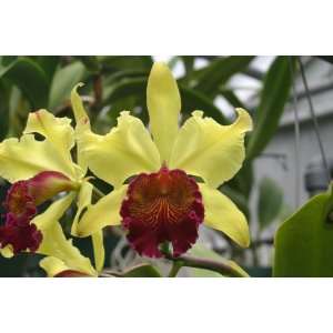 Lc. George Off `Green Gold Cattleya Orchid Plant  Grocery 