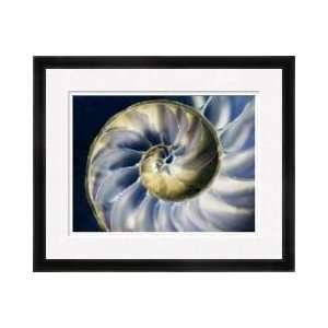  Chambered Nautilus Blue I Framed Giclee Print