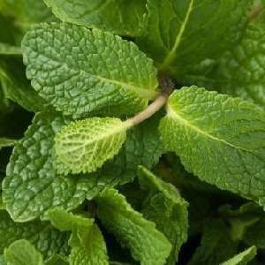  Spearmint home fragrance oil 15ml: Health & Personal Care