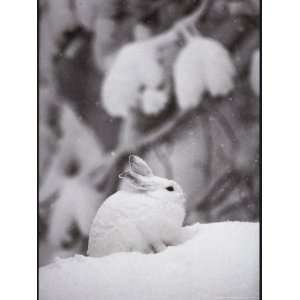  Portrait of a Snowshoe Hare National Geographic Collection 