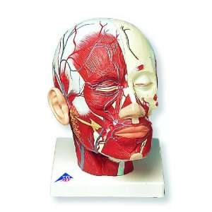 3B Scientific VB128 Head Musculature Additionally with Blood Vessels 