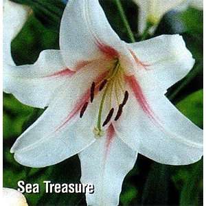    Sea Treasure L.O. Hybrid Lily 2 Bulbs Patio, Lawn & Garden