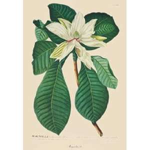 Magnolia   62   Jacob Trew Christoph 15x21 CANVAS 