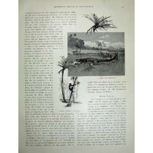  1886 Australia Sir Anthony Musgrave Alligator Palm Tree 