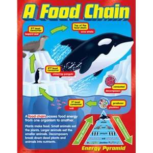  Chart A Food Chain Gr 2 5
