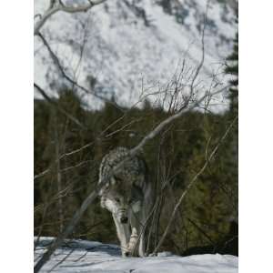  Gray Wolf, Canis Lupus, Slinks Through Brush Premium 