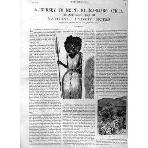  1885 Mount Kilimanjaro Africa Masia Warrior Part Four 