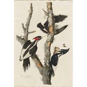   Havell   32 x 48 inches   Ivory billed Woodpecker
