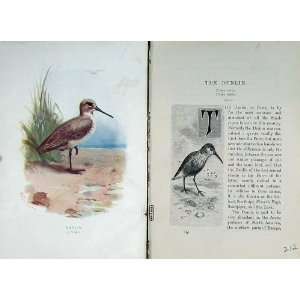   Dunlin Purre 1901 Swaysland Wild Birds Thorburn Colour: Home & Kitchen