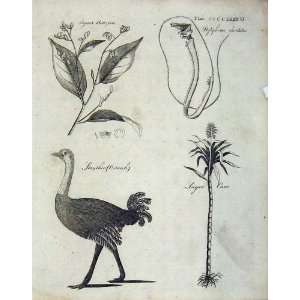    Encylclopaedia Britannica Ostrich Sugar Cane Nature
