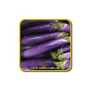  Long Purple   Eggplant Seeds   Jumbo Seed Packet (250 