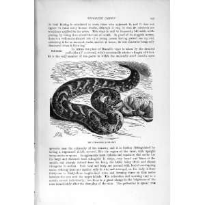  NATURAL HISTORY 1896 PUFF ADDER SNAKE HORNED VIPERS: Home 
