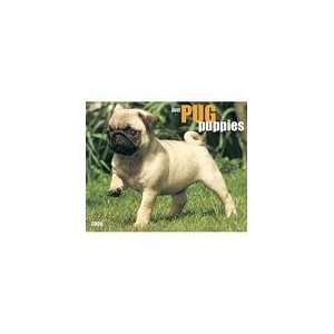  Just Pug Puppies 2009 Wall Calendar: Office Products