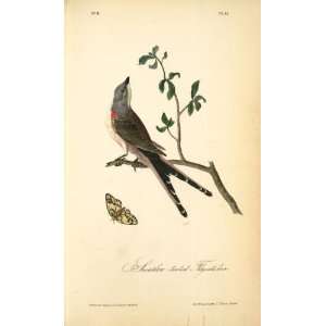  Hand Made Oil Reproduction   John James Audubon   32 x 52 