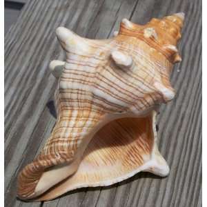  Striped Fox Conch Seashell 