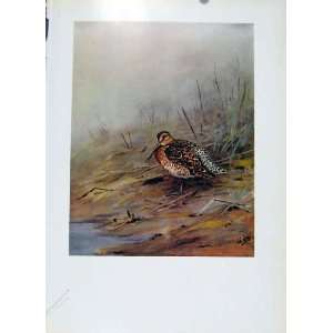  Bird Red Breasted Sandpiper Dowitcher Colored Old Print 