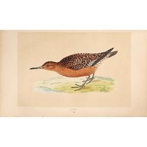  Knot British Birds 1St Ed Morris 1851