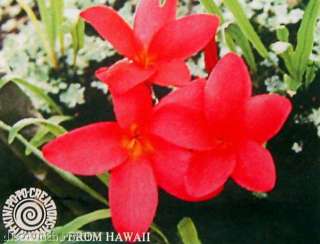 HAWAIIAN `ULA `ULA RED PLUMERIA PLANT CUTTING  