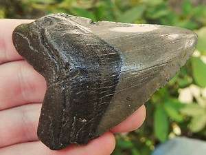Fossil Megalodon Sharks Tooth Teeth THE REAL DEAL !  