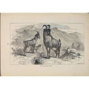  Neilgherry Ibex Buck Bucks Animal Animals Antique Print 