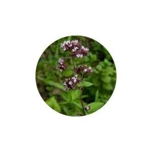  Marjoram Harmonia Essential Oil Beauty