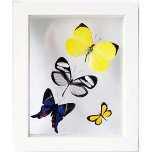  White Framed Mounted Butterflies Collection Everything 