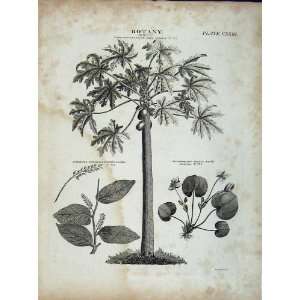  Papaw Tree Laurel Plant Encyclopaedia Britannica Botany 