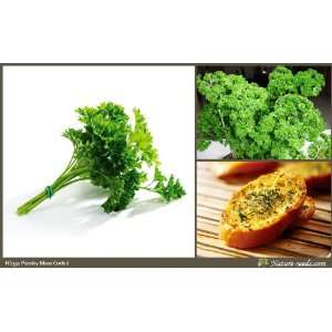 Nature Seeds Parsley (Moss Curled) 500 Herb Vegetable Gardening Seeds