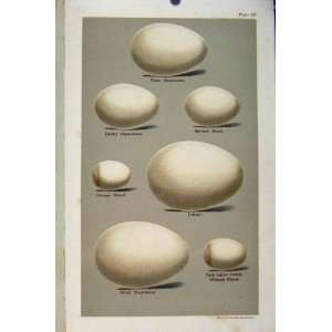    Plate 20 Shearwater Petrel Fulmar Bird Eggs Seebohm