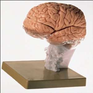 Brain Demonstration Model  BS25  Industrial & Scientific