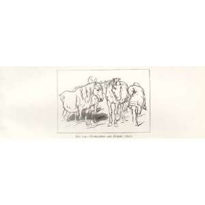    Landseer Sketch  Highlander And Ponies 1827