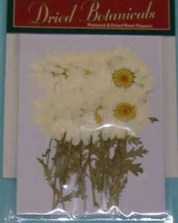12packs White Dried Daisy Flowers Botanicals 20 pc E579  
