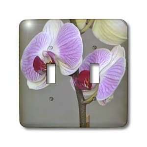  Flowers   Sweet Orchids  Pink Flowers  Photography  Zen   Light 