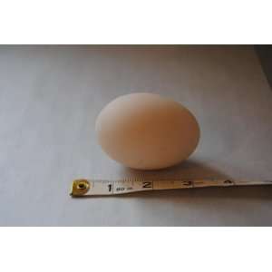  Blown 2.5 3duck Egg Shells   1 Dozen: Arts, Crafts 