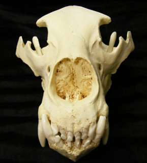 Huge grizzly brown bear sow skull taxidermy REPLICA  
